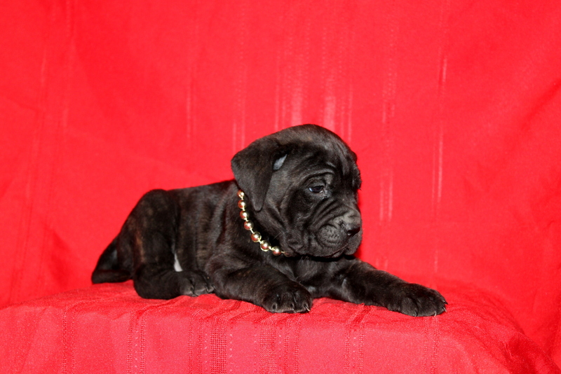 puppy, for, sale, Cane Corso, Matthew B. Stoltzfus, dog, breeder, Gap, PA, dog-breeder, puppy-for-sale, forsale, nearby, find, puppyfind, locator, puppylocator, aca